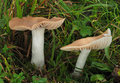 Cuphophyllus colemannianus