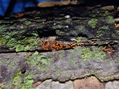 Nectria pseudotrichia