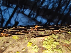 Nectria pseudotrichia