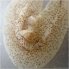 Enchiridium punctatum