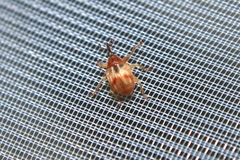 Corimalia tamarisci