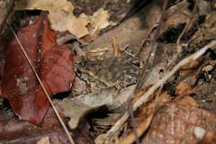 Ingerophrynus biporcatus