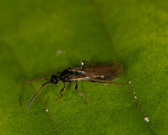Belytinae