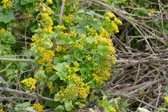 Delairea odorata