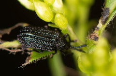 Microrhopala excavata