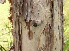 Rutilia
