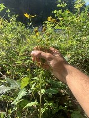 Rudbeckia laciniata