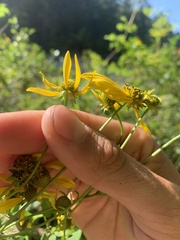 Rudbeckia laciniata