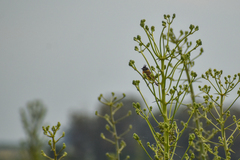 Polystictus pectoralis