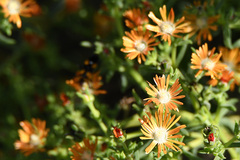 Delosperma testaceum