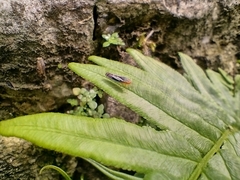 Sibovia