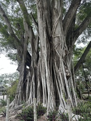 Ficus aurea