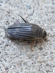 Acilius abbreviatus
