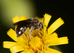 Hemihalictus