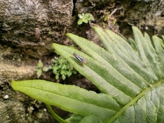 Sibovia