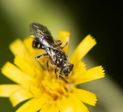 Hemihalictus