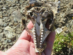 Chaetophractus villosus