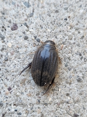 Acilius abbreviatus