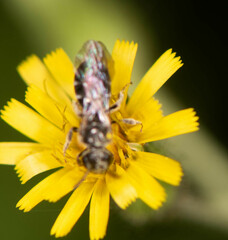 Hemihalictus