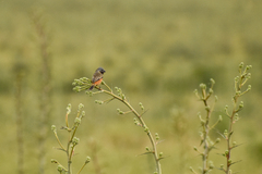Sporophila ruficollis