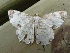 Epimecis