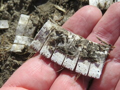 Chaetophractus villosus