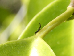 Phlaeothripidae
