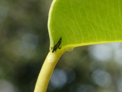 Phlaeothripidae