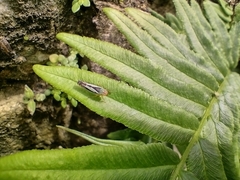Sibovia