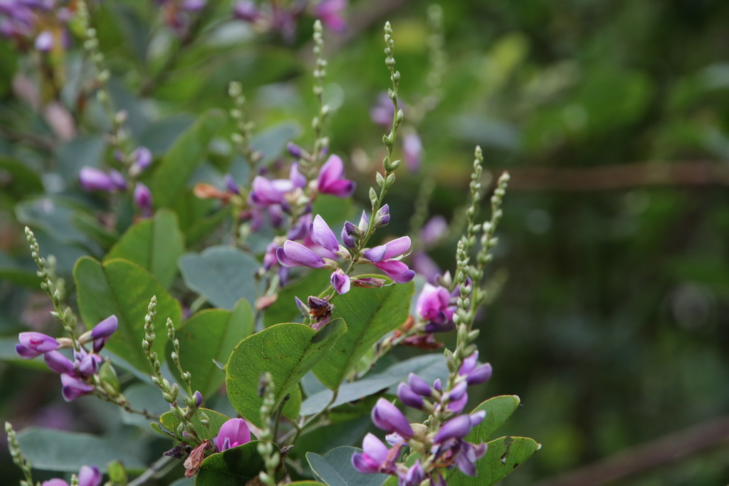 Lespedezinae