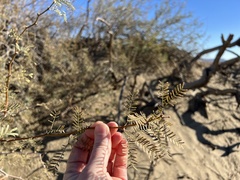 Prosopis glandulosa