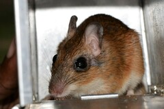 Gerbilliscus leucogaster