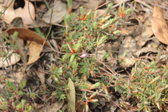Stenanthera conostephioides