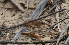 Gerbilliscus leucogaster