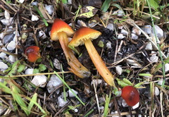 Hygrocybe riparia