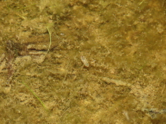Corixini
