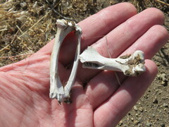 Chaetophractus villosus