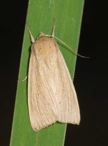 Southern Wainscot, photo 6 of 10