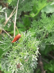Pyrochroa serraticornis