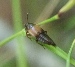 Tachinus fimbriatus
