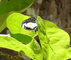 Psychonotis caelius