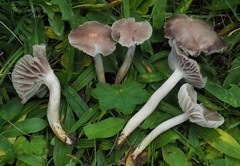 Cuphophyllus flavipes