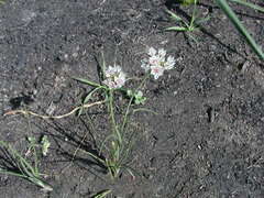 Allium haematochiton