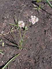 Allium haematochiton