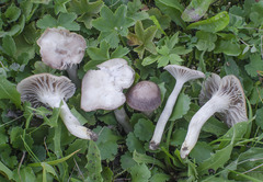 Cuphophyllus flavipes