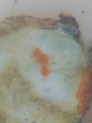 Styelidae