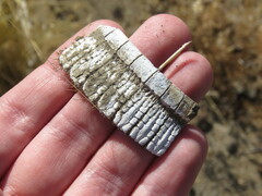 Chaetophractus villosus