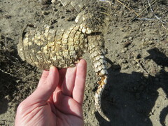 Chaetophractus villosus