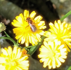 Leioproctus fulvescens