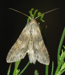 Cucullia xeranthemi
